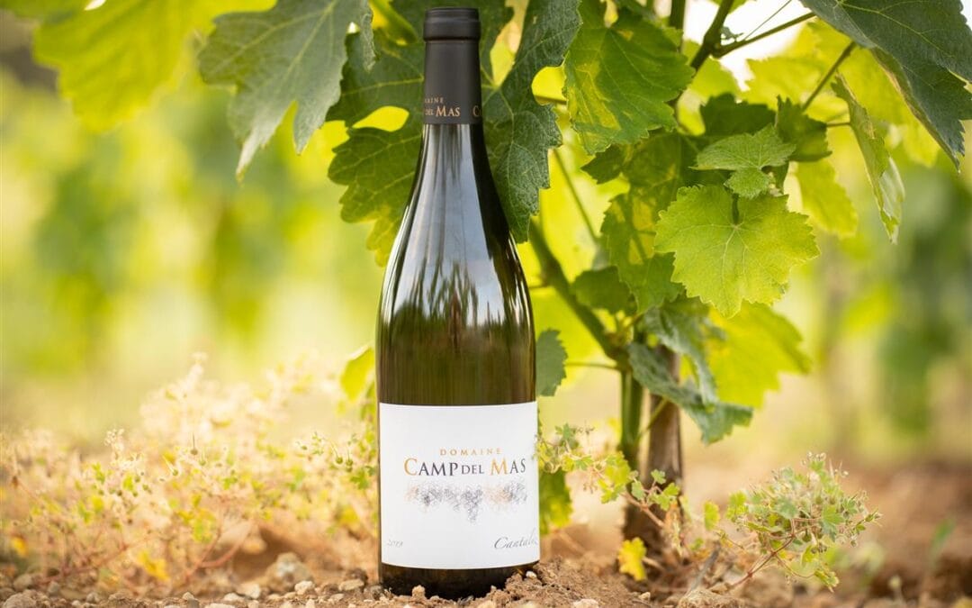 Les vins Camp del Mas disponibles chez Maison Allard